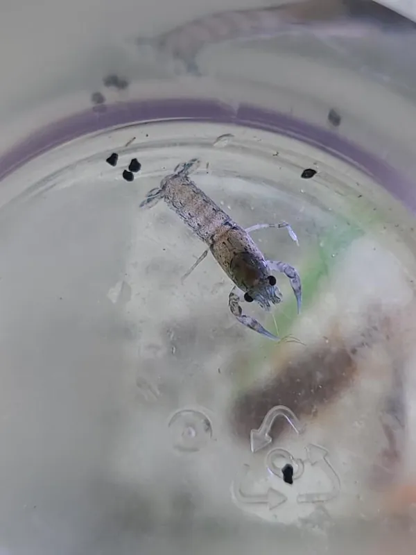 Blue Mini Mexican Lobster - Sun Pet