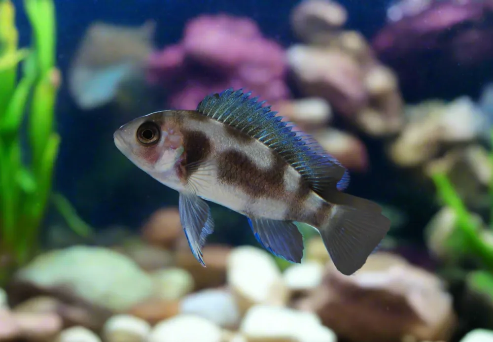 Black Widow Frontosa Cichlid - Sun Pet