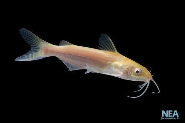 Channel Cat 100 Pack - Natural Environment Aquatix