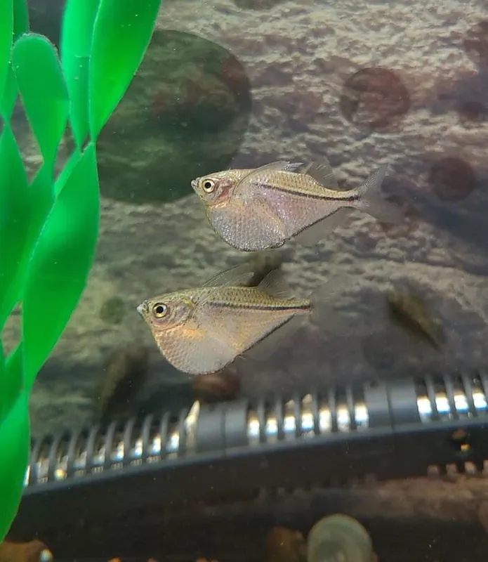 Silver Hatchet - Cichlid Exchange