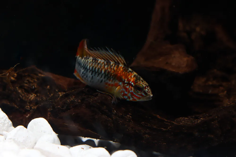 Apistogramma Viejeta - Emark Tropical Imports