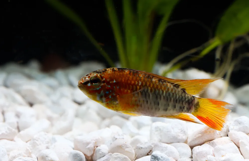Apistogramma Macmasteri "Red Neck" - Cichlid Exchange