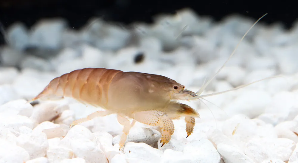 Blue African Viper Shrimp "Atya Gabon" - Emark Tropical Imports