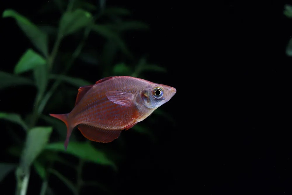 Millineum Rainbow - Emark Tropical Imports