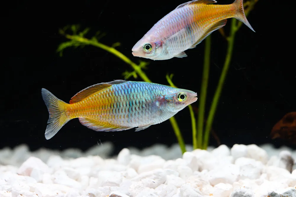 Orange Boesemani Rainbow - Emark Tropical Imports