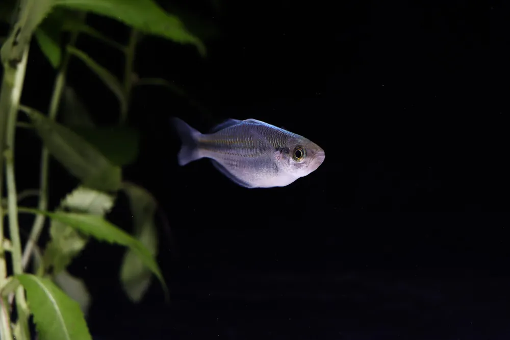 Blue Kamaka Rainbow - Emark Tropical Imports