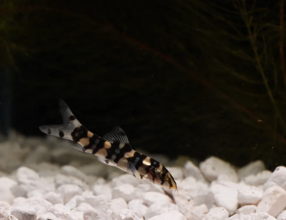 Marble Kubotai Loach - Emark Tropical Imports