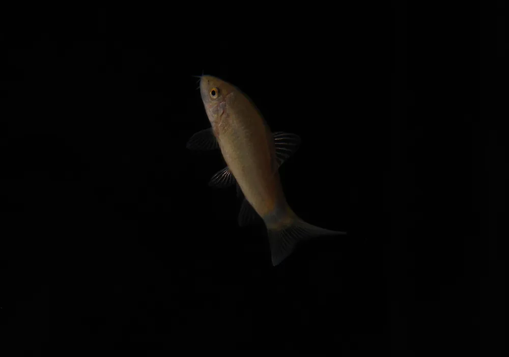 Skunk Loach - Emark Tropical Imports