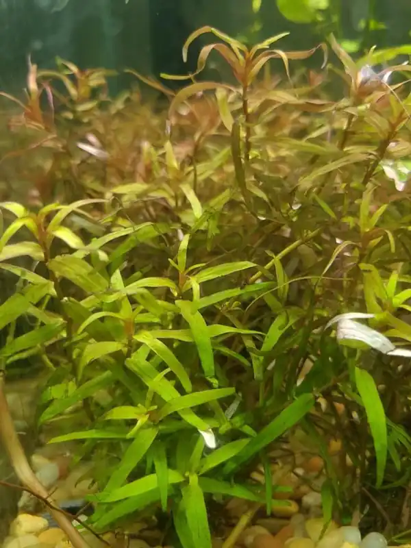 Rotala Magenta - Emark Tropical Imports