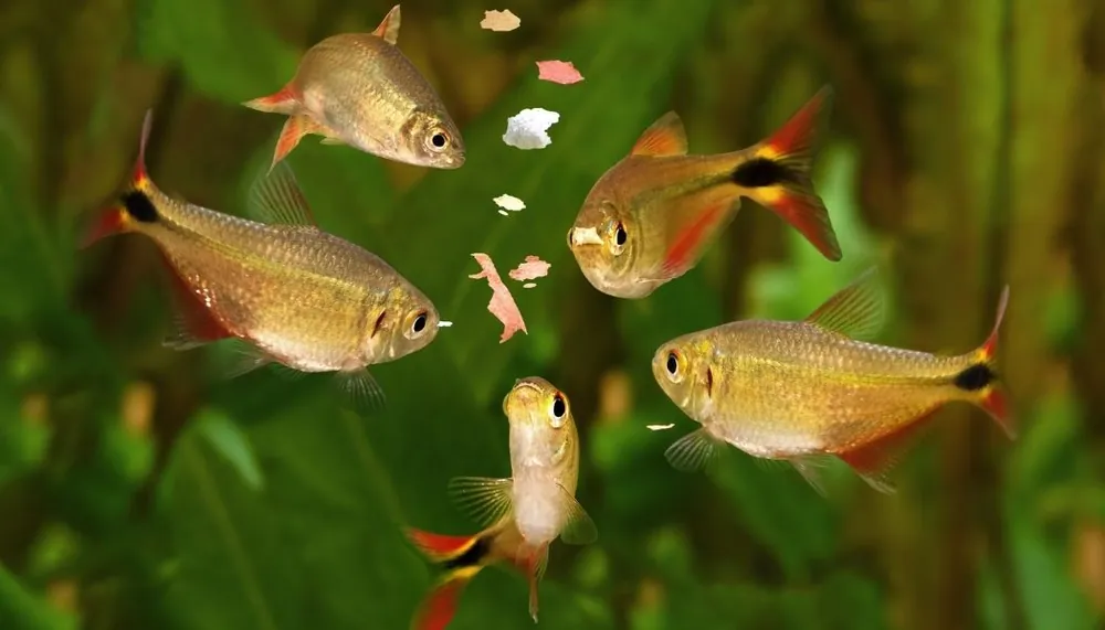 Buenos Aires Tetra - 5D Tropical