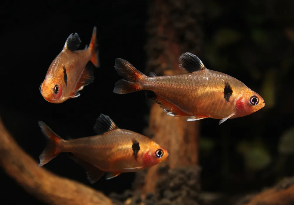 Serpae tetra - 5D Tropical