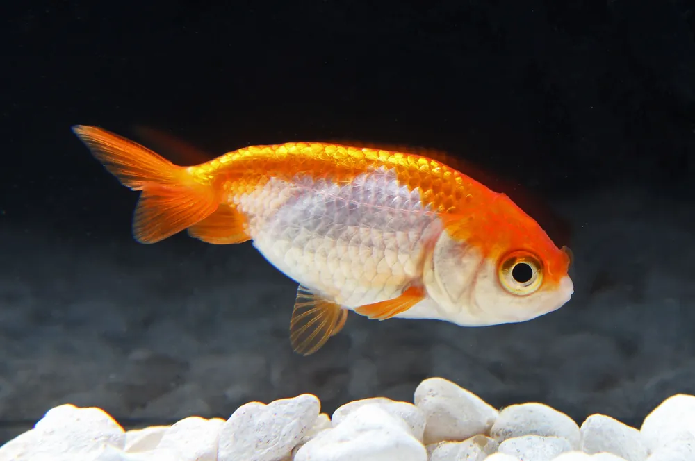 Ranchu Goldfish - Sun Pet