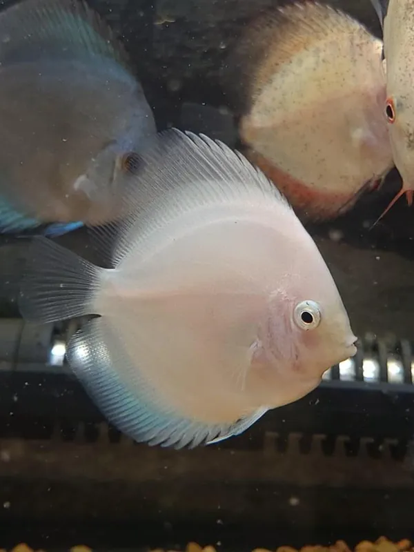 White Butterfly Discus - Cichlid Exchange