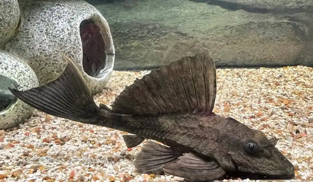 Rhino Plecostomus - Quality Gold