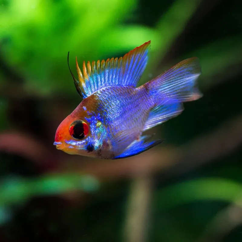 Balloon Electric Blue Ram - Sun Pet