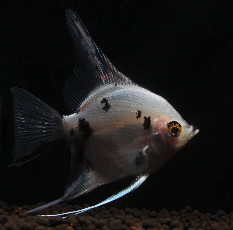 Panda Angelfish - Emark Tropical Imports