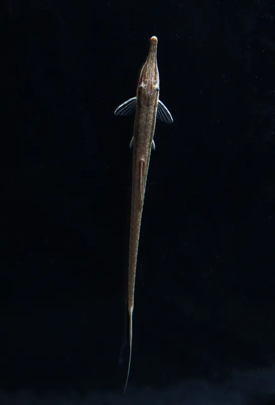 Farlowella Catfish - Emark Tropical Imports