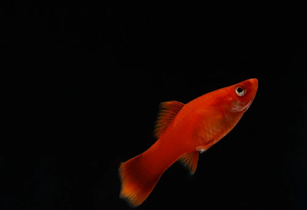 Red Vampire Swordtail - 5D Tropical
