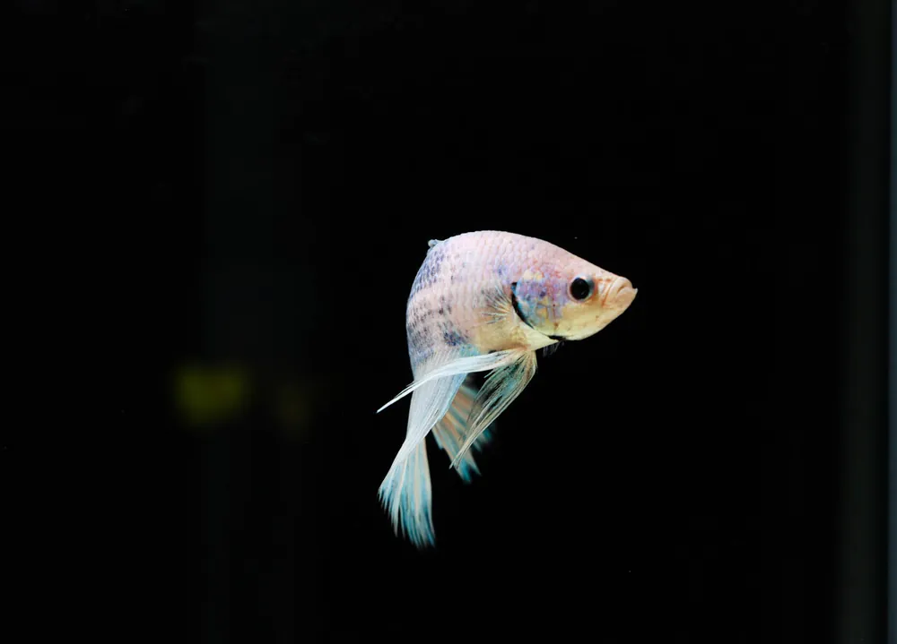 Butterfly Half-moon Betta Fish Male