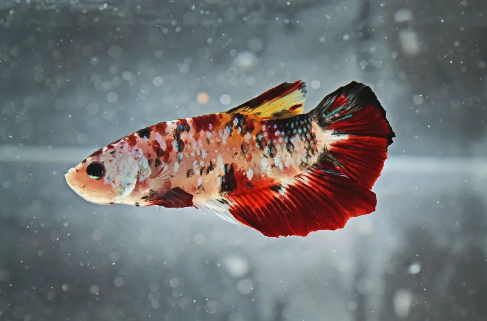 Plakat Koi Betta Fish Male - Carolina Aquatics