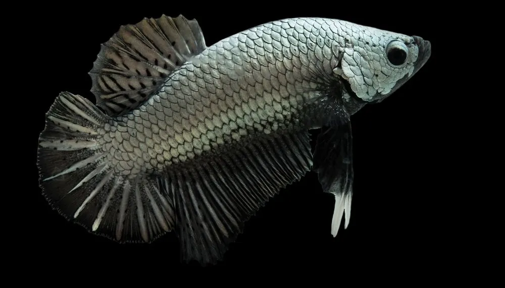 Samurai Plakat Betta Fish Male - Segrest