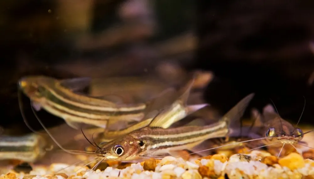 Four Line Pictus Catfish - 5D Tropical
