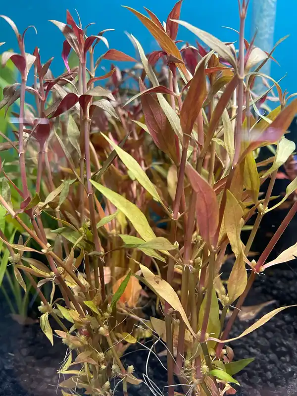 Alternanthera reineckii Aquatic Plant - Emark Tropical Imports
