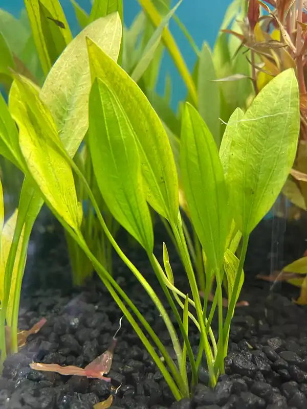Echinodorus Dekumbens - Dustin