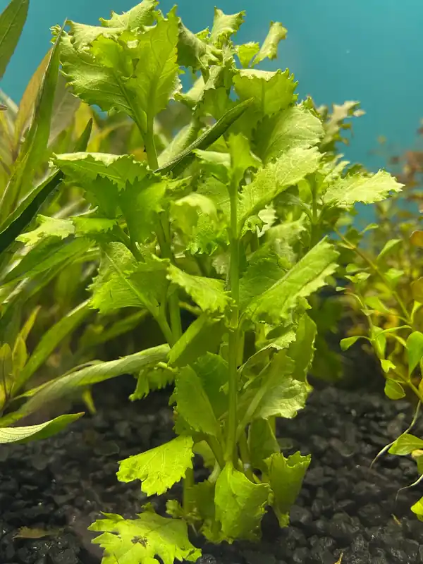 Hygrophila Difformis Aquatic Plant - Emark Tropical Imports