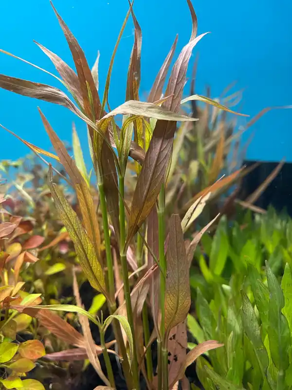 Hygrophila Cordata Red - Dustin