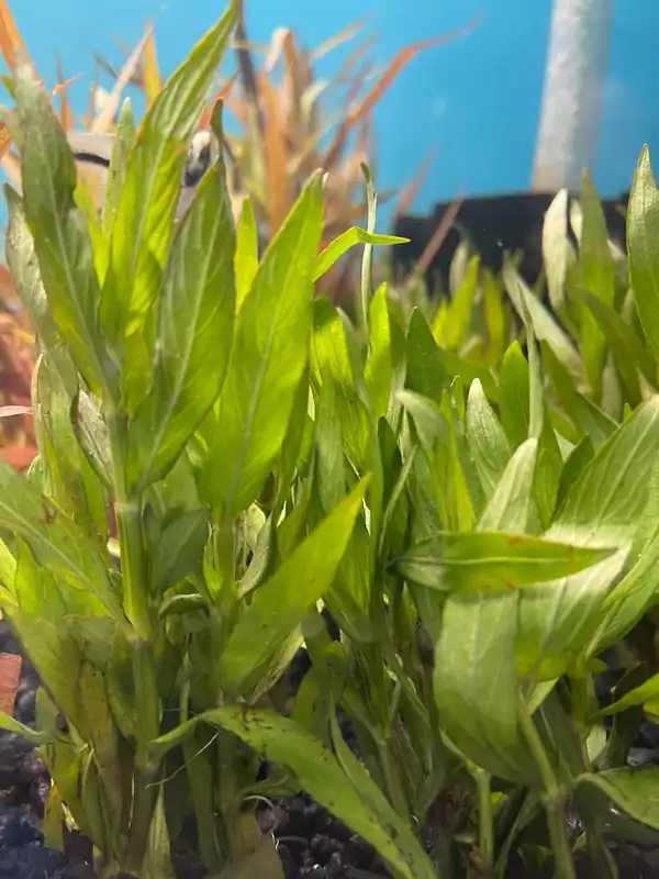 Hygrophila corymbosa "Parawitota" - Dustin
