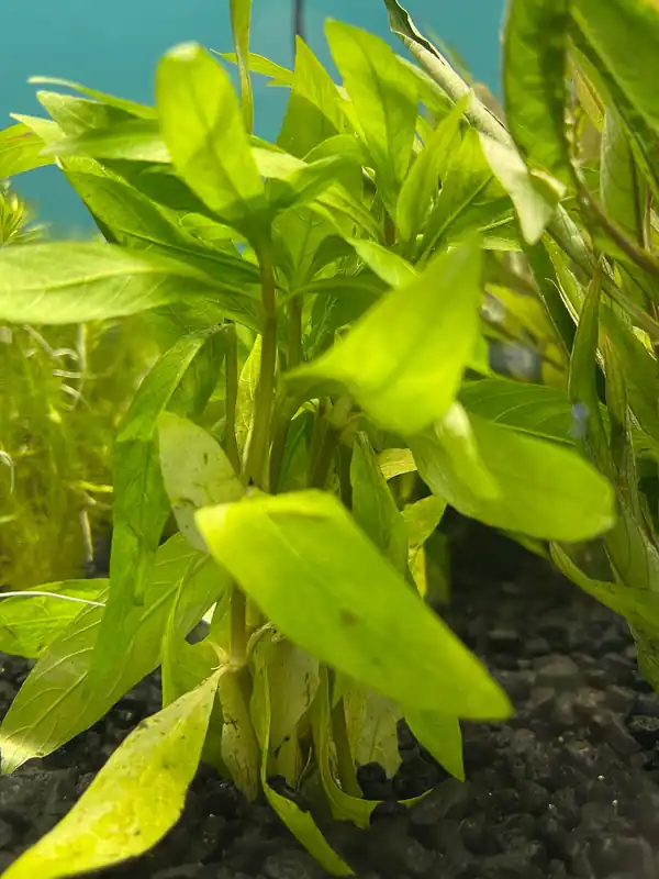 Hygrophila Salicifolia Rubra Aquatic Plant - Emark Tropical Imports