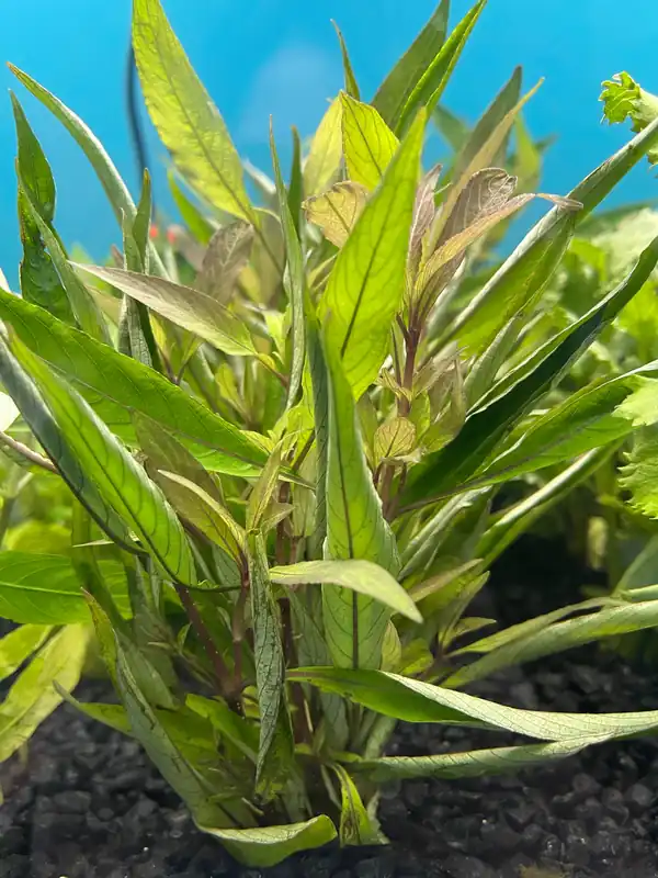 Hygrophila Stricta - Dustin
