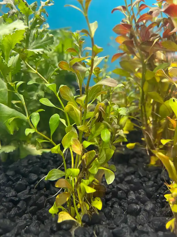 Ludwigia Arcuata "Brevipes" Aquatic Plant - Dustin