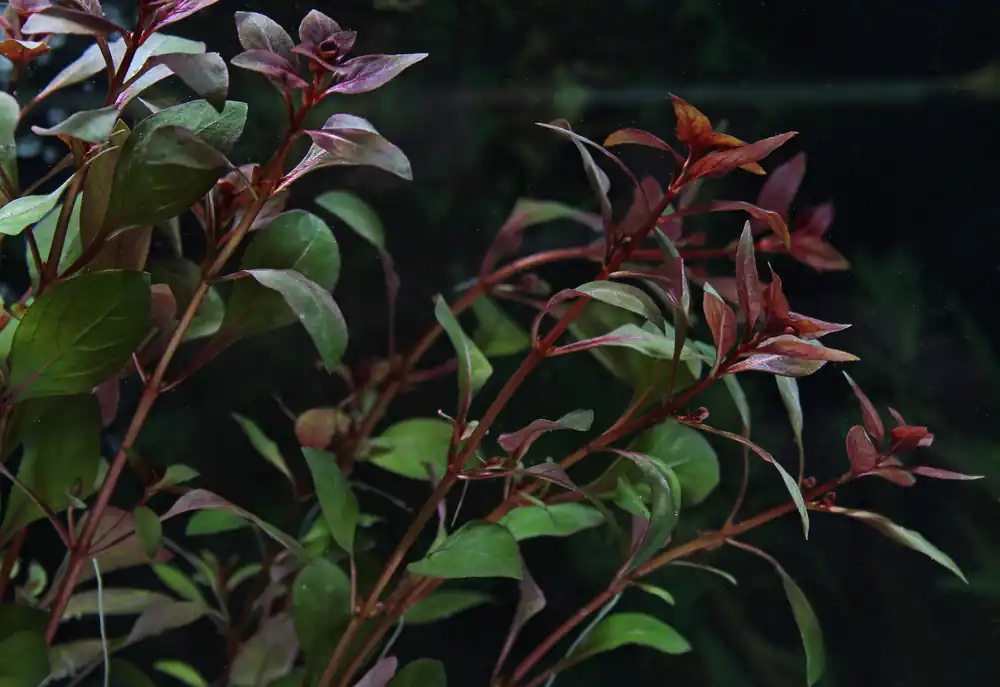 Ludwigia "Super Red" Mini Aquatic Plant - 5D Tropical