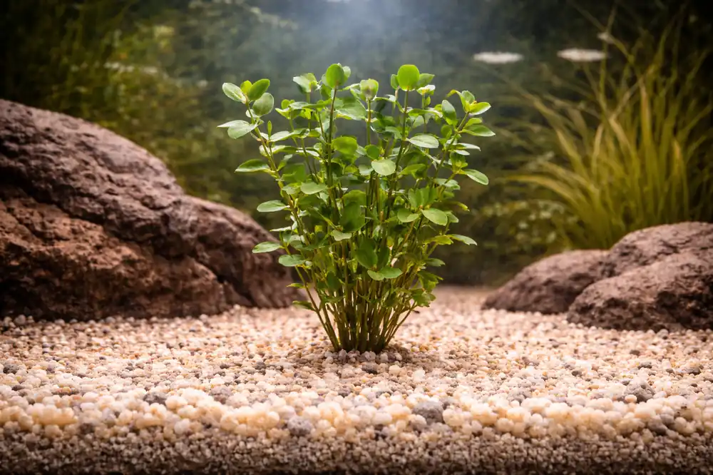 Rotala Macrandra Aquatic Plant - Emark Tropical Imports