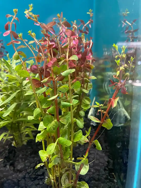 Rotala Rotundifolia 'Red' Aquatic Plant - Dustin