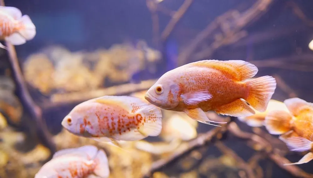 Assorted Albino Oscar Cichlid - 5D Tropical