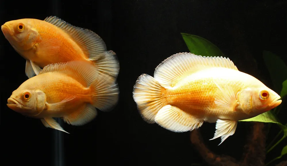 Albino Red Oscar Cichlid - Sun Pet
