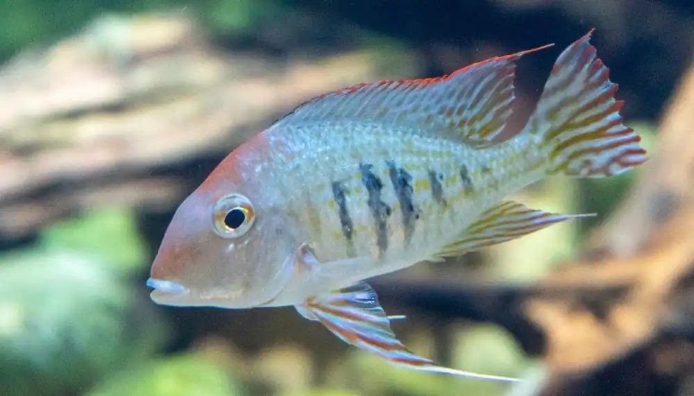 Red Head Tapajo Geophagus Cichlid - Predatory Fins