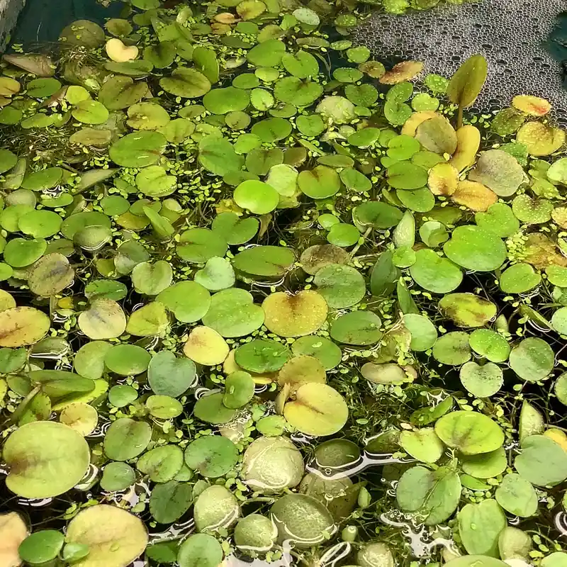 Frogbit - Emark Tropical Imports