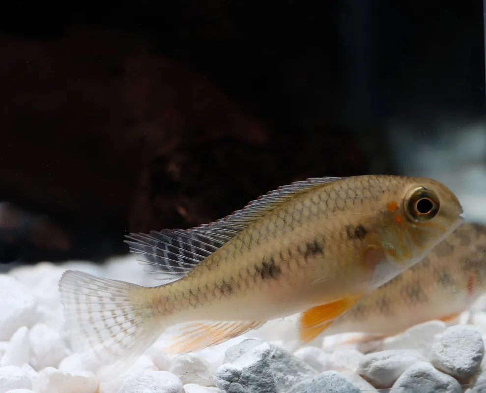 Checkerboard Cichlid - Peru