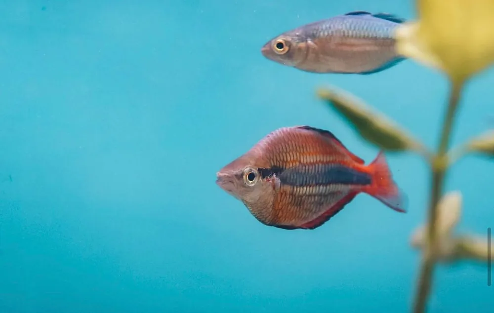 Boesemani Rainbow - Cichlid Exchange