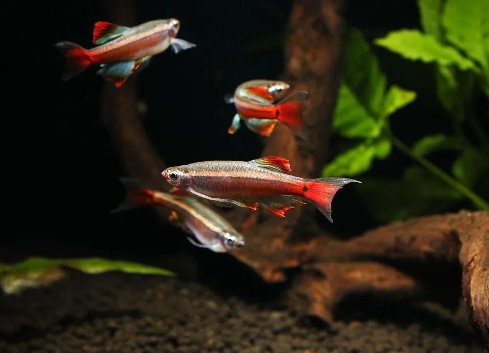 Long Fin White Cloud - Cichlid Exchange