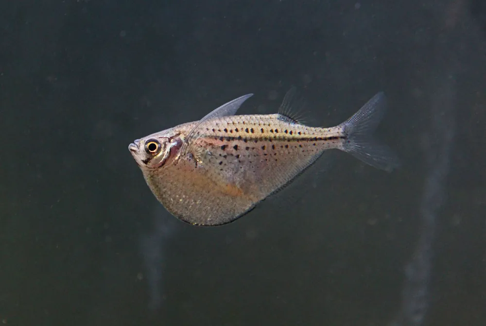 Black Spot Hatchet Fish - Cichlid Exchange