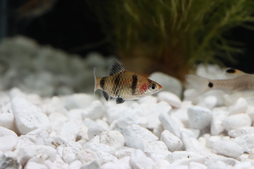 Black Ruby Barb - Cichlid Exchange