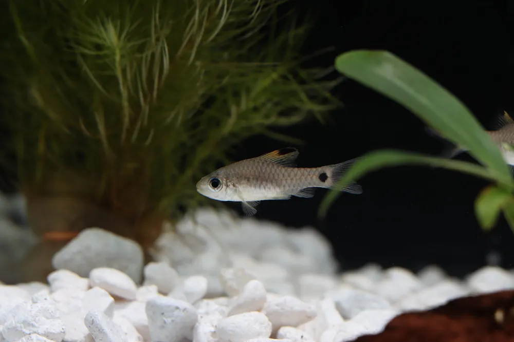 Drape Fin Barb - Cichlid Exchange