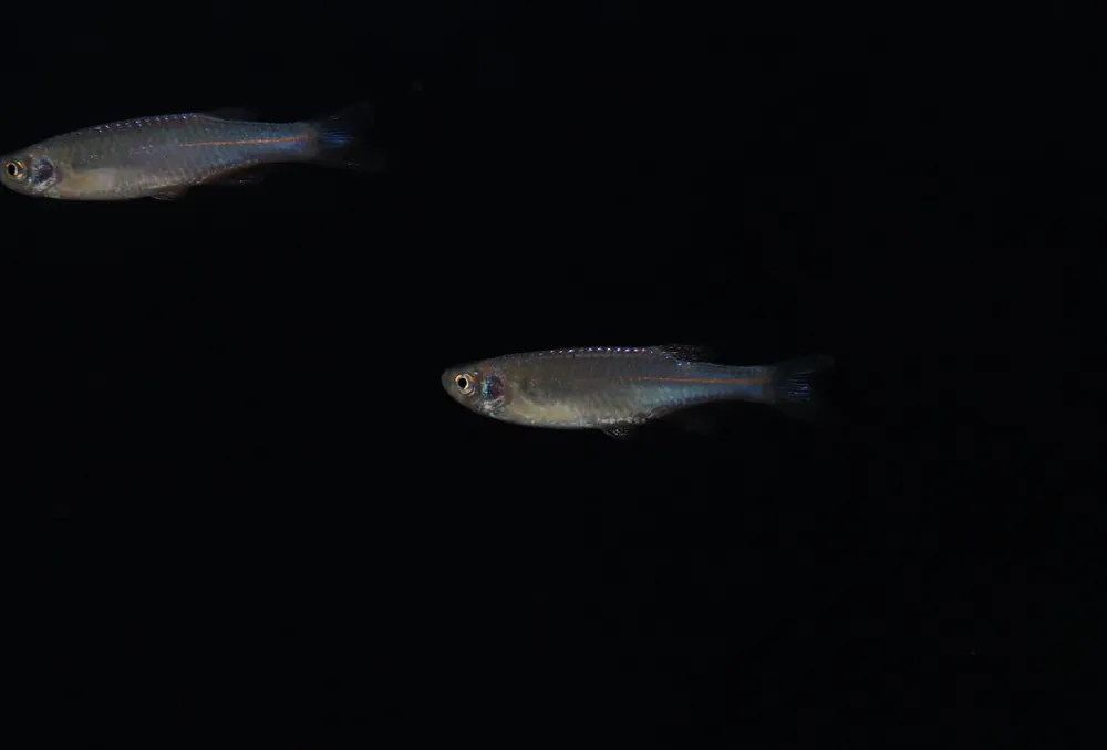 Pearl Danio - Cichlid Exchange