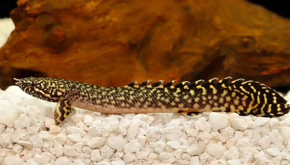 Ornatipinnis Bichir - Cichlid Exchange