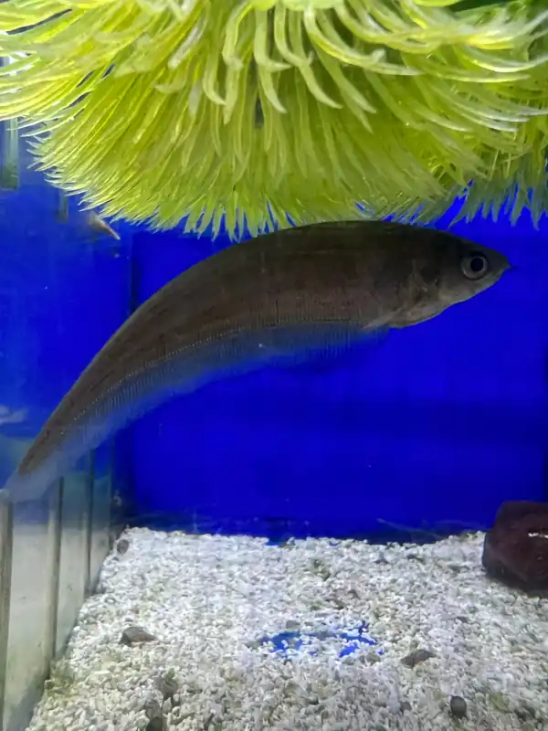 African Knife Fish - Emark Tropical Imports
